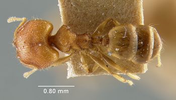 Media type: image; Entomology 9169